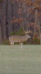 The 12 ringer!!!! #huntclubtv #hunting #outdoors Barnes Bullets Savage Arms | Phillip Culpepper