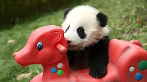 35K views · 5.3K reactions | Are you ready, my dear knight? Please ride your horse and fasten your seat-belt, go forward to your milk wonderland! #PandaMagic | iPanda | Facebook