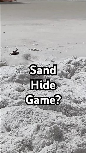 Hidden in Nature: Beach Crab Cam! 🦀