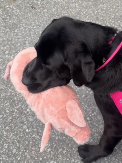 Sykehushund på SUS: første hunden i Stavanger sykehus