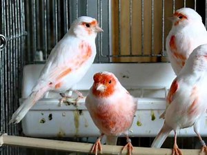 Canaris Mosaïque rouge !