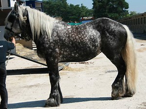 Poitevin Horse Information, Origin, History, Pictures