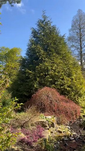 Easing you into a gentle Thursday filled with glorious greenery and splendid scenery 💚 #NationalGardeningWeek | RHS Garden Harlow Carr