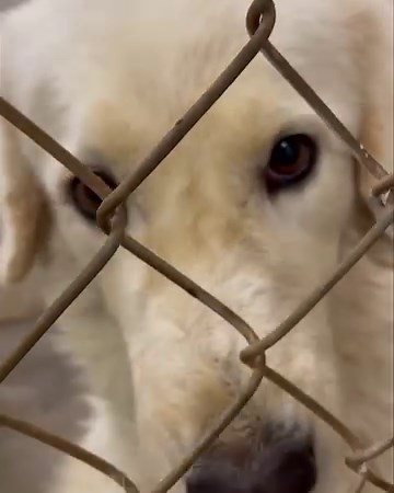 13K views · 780 reactions | Update: These dogs have officially been...