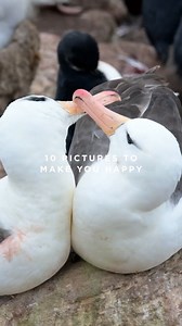 The black-browed albatross, also called the mollymawk, can be found throughout the southern oceans, ranging from the shores of remote sub-Antarctic archipelagos to the shores of South America, Africa, and Australia! While impressive as adults, as chicks, they're cute, fluffy, and as un-albatross-like as can be! Here are ten pictures to make you happy and get you excited for a trip to the sub-Antarctic, where these magnificent polar residents can be seen in huge numbers! 🎥 by Gerrit Vyn Photogra