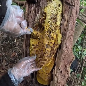 5.8K views · 150 reactions | Harvesting Honey FROM A TREE TRUNK With a Small CHAINSAW! | Bees Reels | Facebook