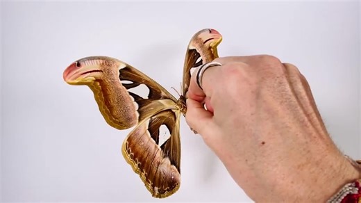 Attacus Atlas Thailand (TH) - Captive Bred - FEMALE Cobra Moth Unmounted for Insect Artwork, Collection or Taxidermy - Etsy