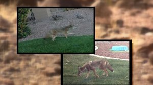 COYOTE WARNING: Encounters on the rise during mating season
