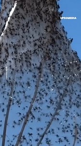 20K views · 69 reactions | A tree has become the home of millions of spiders, creating a wonderful natural scene or something out of a nightmare. | The Witness | Facebook