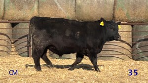 Lot 35: Mogck & Sons Angus - 43rd Annual Angus Bull & Female Sale