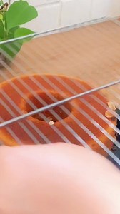 10K views · 130 reactions | bolu tape keju super ekonomis dan lembut #resep #resepkue #kue #bolu #kuebolu #bolutapekeju #masakan | Dapur Kreasiku | Facebook