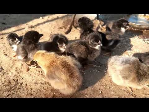 Cutest Black Baby Chicks 🐥 || Adorable Peeping Sounds