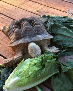 146K views · 10K reactions | Vivian She was not given proper nutrition, humidity and UVB lightening before she arrived here at the sanctuary. This is why her carapace is so deformed. | Tallgrass Parrot Sanctuary, Inc | Facebook