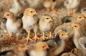 Avian flu | Namibia bans chicken imports from SA