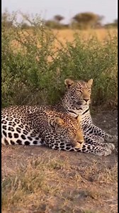 458K views · 13K reactions | Two adult leopards rest quietly near the bushes, conserving energy and staying alert. This calm, natural scene reflects real big-cat behavior, filmed in a BBC Earth–style documentary approach. #leopard #wildlifeshorts #safaripark #bbcearth #bigcats #wildlifevideo #nature | Wild Zone | Facebook