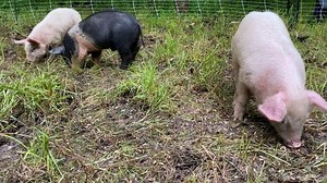 Morning ☁️. Sound UP. Beans, Chops, & Miss Piggy doing  things. | Doss Farms | Facebook