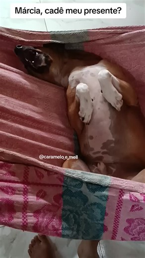 Só gratidão ao meu Deus por tudo que Ele tem me permitido viver através da vida do meu Caramelo, amo tanto você meu filho de 4 patas❤️ feliz aniversário#cachorroscaramelo