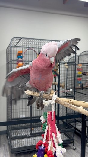 Happy parrot stretches 💖🦜 #rosebreastedcockatoo #rosebreastedcockatoos #cockatoo #cockatoos #cockatoolife #cockatoosofinstagram #cockatoosofig #happybird #happyparrot #cuteanimals #cutebirds #cuteparrot #parrot #parrots #parrotlife #loveparrots #parrotsofinstagram #parrotsofig #parrotstars #parrotstarsarlingtonheights | Parrot Stars