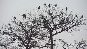 17 reactions | European_Bee_eaters,_Grey_headed_Sparrow_and_Woodland_Kingfisher | WildEarth Cam | Facebook