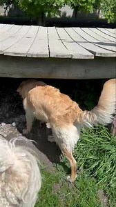 Bridge exploring by Winnie, Winnie and Archer. | The Dog House