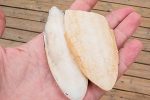 Does Your Pet Bird Need a Cuttlebone?