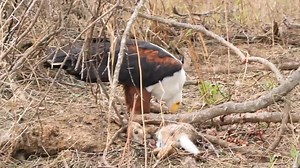39K views · 672 reactions | African Fish Eagle feeding on a scrub hare #reels #life #viral #trend #video #wild #epic #reelsfb #travel #nature #africa #wow #story | African Bush Kingdom | Facebook