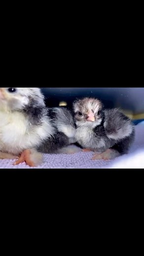 3.5K views · 130 reactions | Heat plate or heat lamp I choose to...