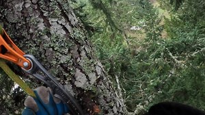 Forrest 2/23/24 City: Belfair Tree: Douglas fir Height: ~110ft (33.5M) Duration: 2 days Legs: 3 | Canopy Cat Rescue