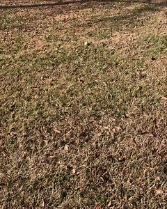 1.8K views · 111 reactions | UPDATE: ADOPTED!! Keen is our newest...