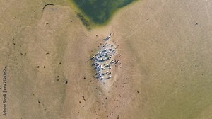 Drone aerial bird's-eye view pelican bird on sand bar island The Entrance channel inlet river system NSW travel tourism Central Coast Australia 4K