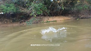 2.4K views · 32 reactions | Giant River Otter bumping my GoPro in the Brazilian Pantanal. | Big Fish Expeditions | Facebook