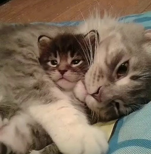 Adorable Dogs and Cats Playing Together