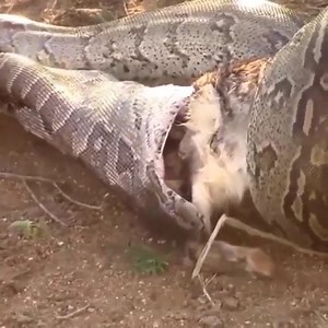 Tasty meal with big prey - Big python hunting ! | Mission Mystery