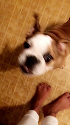 #americanbulldog #americanbulldogpuppy #puppylove #puppykiss #GRUNTSTYLE #marinecorpsmascot #usmc | Brianne Ignelzi