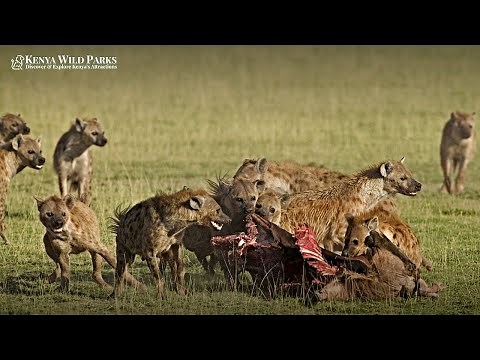 Why do Hyenas Eat their Prey Alive?