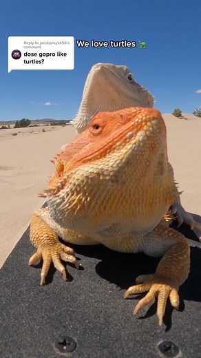 Meet Dino Zero: Two Cute Turtles in a Summer Adventure!