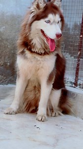 15 reactions | Siberian husky female. #asadbrohi #husky | Asad Brohi Vlog | Facebook