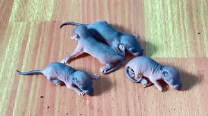 Un gros plan de quatre nouveau-nés : vidéo de stock (100 % libre de droit) 3985922965 | Shutterstock