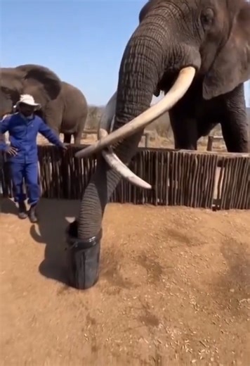 Last of the largest Elephants alive. * Drinks 20 litres (5 gallon bucket) of water in 3 seconds * Needs 2 of those after every meal. Imagine Noah and two of these. | My Publicist | Facebook