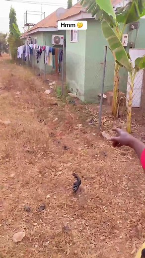 When you keep feeding the goat 🐐 of a lazy…….. #myghanaiandreamchallenge #creatorsearchinsights #smallbusinessowner #fire