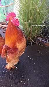 Crowing is a type of singing vocalization produced by chickens. It is believed to be associated with demonstration of territory of power to other males and to attract the attention of females. Although both sexes have the ability to crow, it's typically more common in male chickens (roosters) since the desire to crow is fueled by the presence of testosterone. Dominant roosters will crow more than subordinate roosters and are usually the first to crow in the morning. . The presence of light, circ