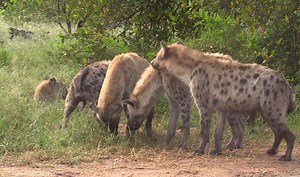 鬣狗一家聚集在路边交流感情与休息