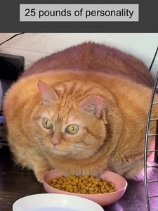 Pumpkin the Cat Weight Loss Journey: From 25 lbs to Healthy