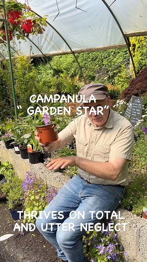Campanula “ Garden Star “ is a Carpet Plant that loves spreading on banks or spilling over walls and kerbs.Winter hardy and lasts forever. Loved by bees and pollinators! Planting time is from now, available in Webshop https://pergolanurseries.ecwid.com ALL IRELAND DELIVERY 🚚 32 Counties WEBSHOP https://pergolanurseries.ecwid.com Pergola Nurseries Garden Corner, Virginia,Co Cavan A gardeners oasis of quality plants Open Tuesday to Saturday 10.30-6 Open Sundays 2-6 | Pergola Nurseries Garden Corn