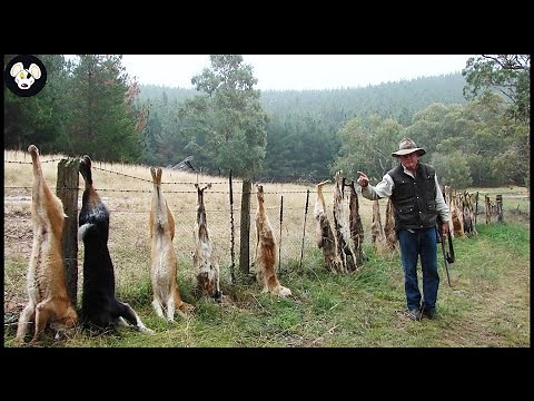 How Australian Farmers Deal With Wild Dingo Dogs Attacking Livestock