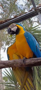 Mmm, yummy | Six Grey Parrots