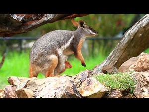 Makaia the "miracle" orphaned tree kangaroo