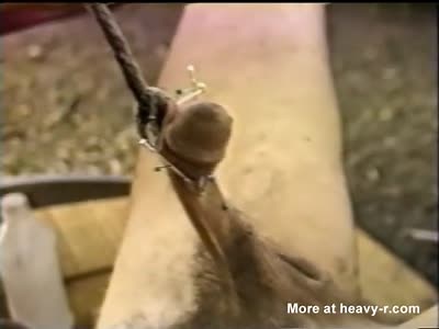Straight Boys Torture a Fag