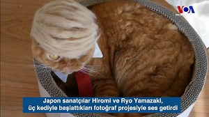 Japon sanatçılar Hiromi ve Ryo Yamazaki, üç kediyle başlattıkları fotoğraf projesiyle ses getirdi. 2016 ABD başkanlık seçimleri sürecinde #trumpyourcat etiketiyle sosyal medyada, kediler için Trump peruklarının yayılmasını sağlayan ikili, sushi ve panda şeklinde şapkalar tasarlayarak projelerini genişletti | VOA Türkçe