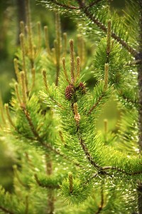 Characteristics Of Pollination In Pine Trees - Garden Guides